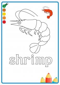shrimp coloring book