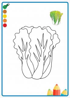 Chinese cabbage coloring book