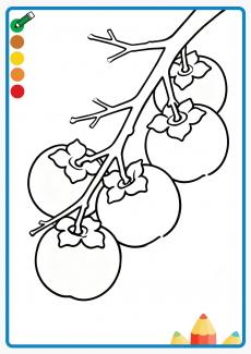 persimmon coloring book