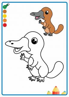 platypus coloring book