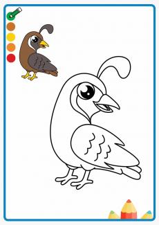quail coloring book
